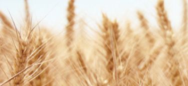 內(nèi)蒙古紫牛生物科技有限公司網(wǎng)站上線(xiàn)了！